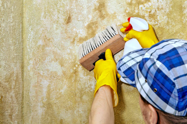 Best Forensic Mold Investigation  in Gibsonton, FL